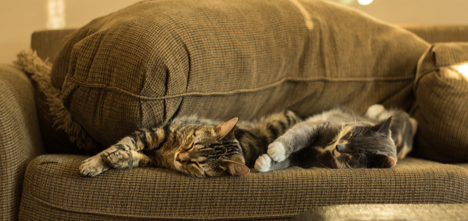 Elección tela sofá si tienes gato - Las mejores y sus características